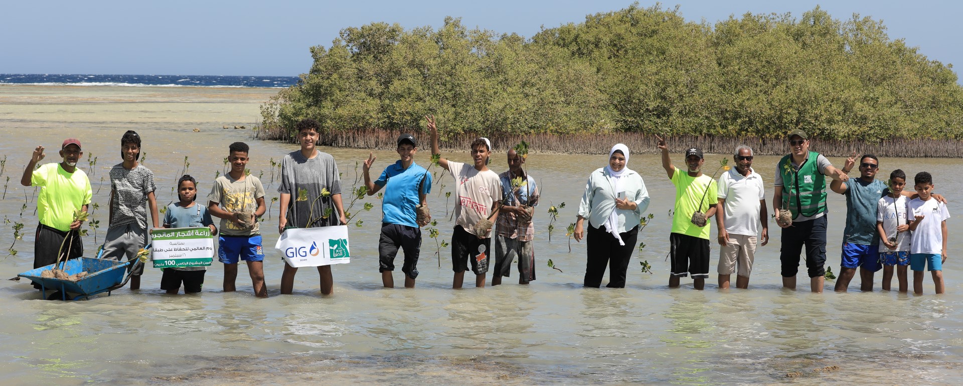 Mangrove Trees